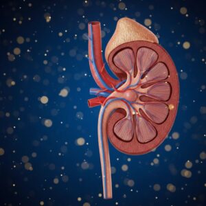 Sistema renal